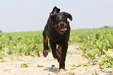 BEAUCERON - PUPPIES 023